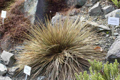 Aciphylla aurea in Adorf.jpg