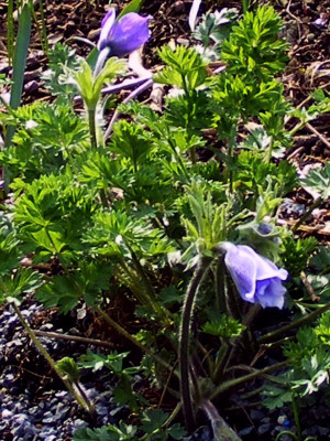 P.albana.JPG