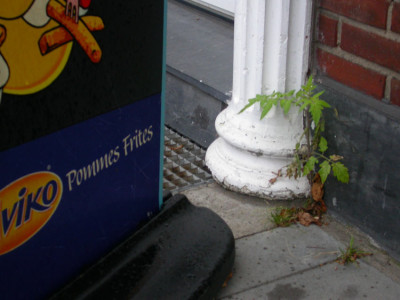 Tomate_3.12.06.jpg