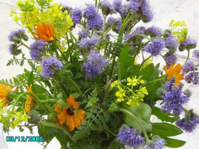 Phacelia_Ringelblume_Senf.jpg