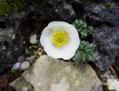Ranunculus seguier ...   15.4.17 012.jpg