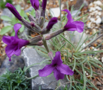Matthiola scapifera ...    15.4.17 002.jpg
