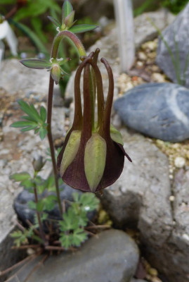 Aquilegia scopulorum   ...  15.4.17 007.jpg