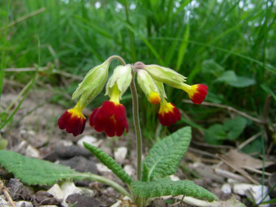 Primula veris fo. rubra DSCN9009.JPG