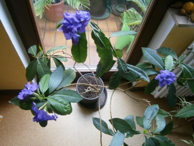 Brunfelsie 001.JPG