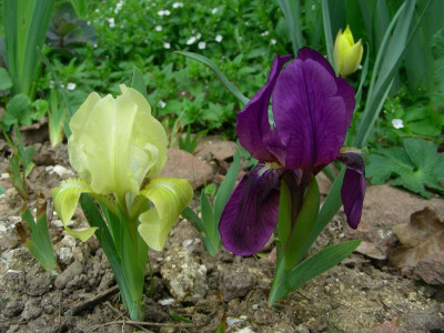 Iris lutescens gelb blau b DSCN9029.JPG