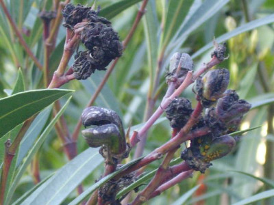 Oleander_Bluten_Krebs.jpg