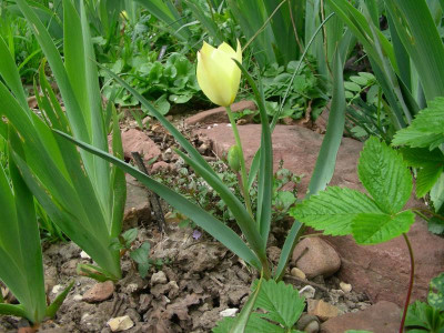 Tulipa batalinii Honky Tonk DSCN9026.JPG