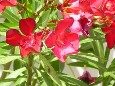 PICT0006.jpg
