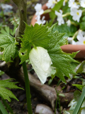 2017-04-15 Glaucidium palmatum.jpg