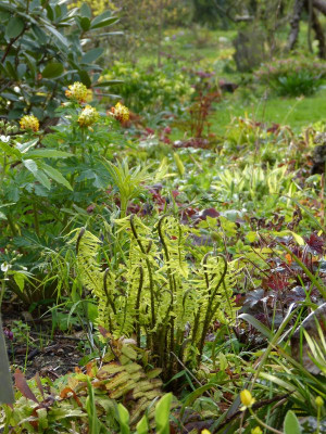 2017-04-15 Gartenimpressionen 5.jpg