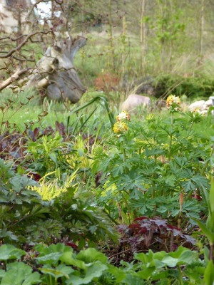 2017-04-15 Gartenimpressionen 7.jpg