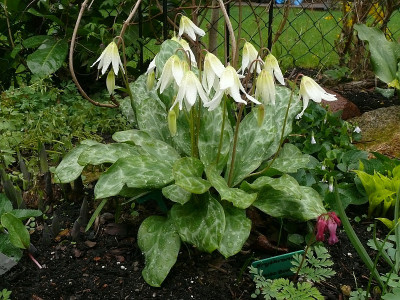 erythronium_white_beauty_2017-04-15_342.jpg