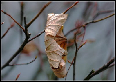 Herbstblatt_1_03-12-2006.jpg