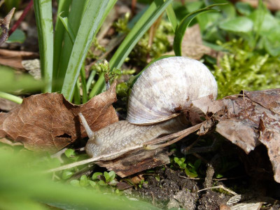 2017-04-14 Weinbergschnecke 2.jpg