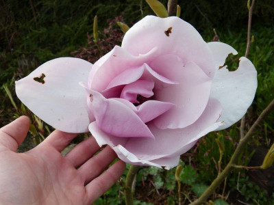 2017-04-15 Magnolia 'Atlas'.jpg