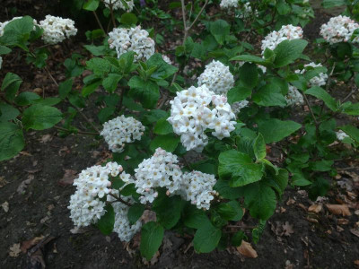 Viburnum carlcephalum April 2017.jpg