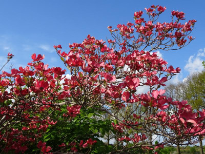 Cornus florida Cherokee Chief April 2017.JPG