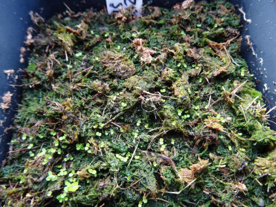 Deutzia setcchuenensis Germinationa Arpril 2017.JPG