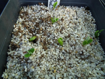 Elaeagnus multiflora Germination April 2017.JPG