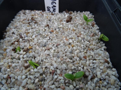 Elaeagnus umbellata Germination April 2017.JPG