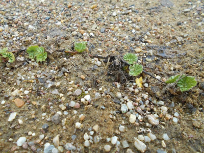 Gunnera magellanica.JPG