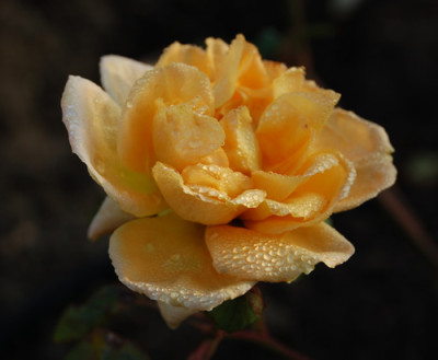 Candlelight_N_0011_95.jpg