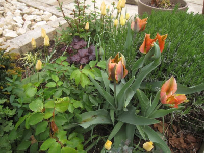 TulipaViridifloraArtist.jpg