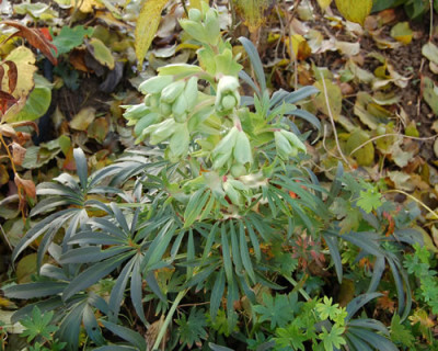Stinkende_Nieswurz_N_0012_80.jpg