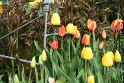 Tulpen0117.JPG
