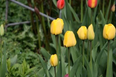Tulpen0217.JPG