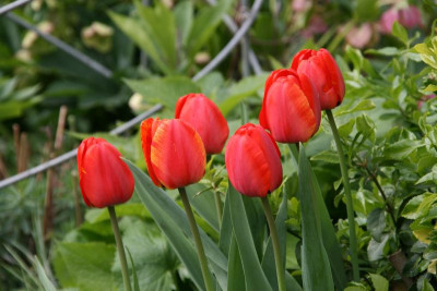 Tulpen0317.JPG
