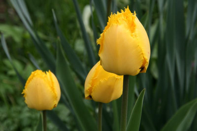 Tulpen0817.JPG