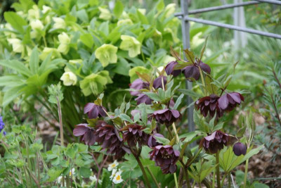 Helleborus3317.JPG