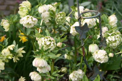 Helleborus2917.JPG