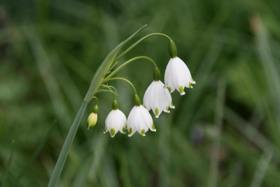 Leucojum0217.JPG