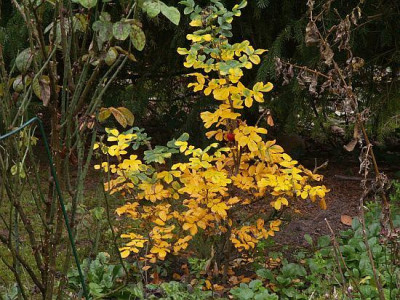 Blanc-Double-im-Herbst.jpg
