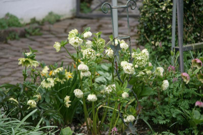Helleborus3517.JPG