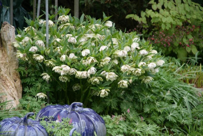 Helleborus3617.JPG