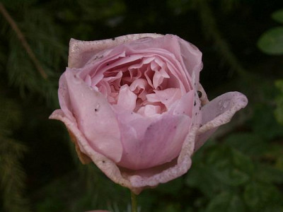 Letzte-Mary-Rose-06.jpg