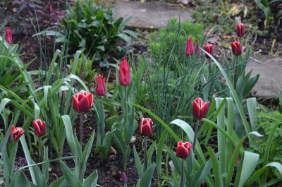 Tulpen-Kombi.17-3.jpg