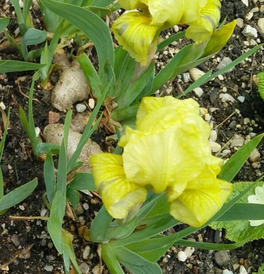Iris_lutescens_gelb_160417.jpg