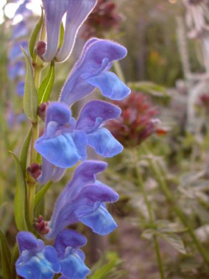 Scutellaria_baicalensis.jpg