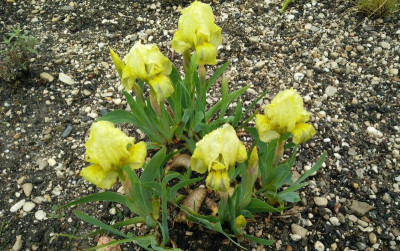 Iris_lutescens_gelb_160417-2.jpg
