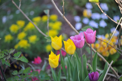 Tulpenmix.jpg