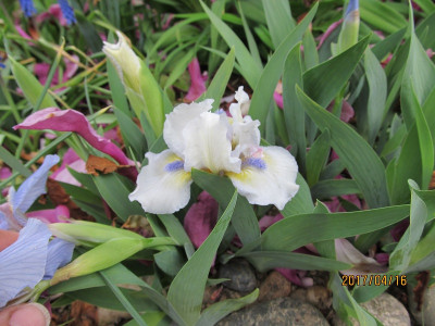 IMG_2814 small.jpg