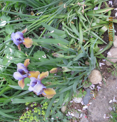 IMG_2813 small.jpg