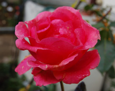 Romanze_S4_0044_95.jpg