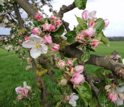 Apfelblüte.17-1.jpg