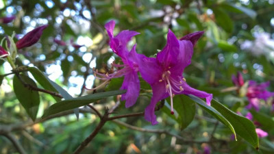 WP_20170416_025 Rhododendron concinnum C.5085.jpg